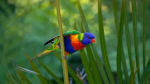Rainbow Lorikeet