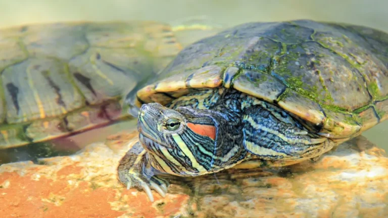 Red-Eared Slider Turtle