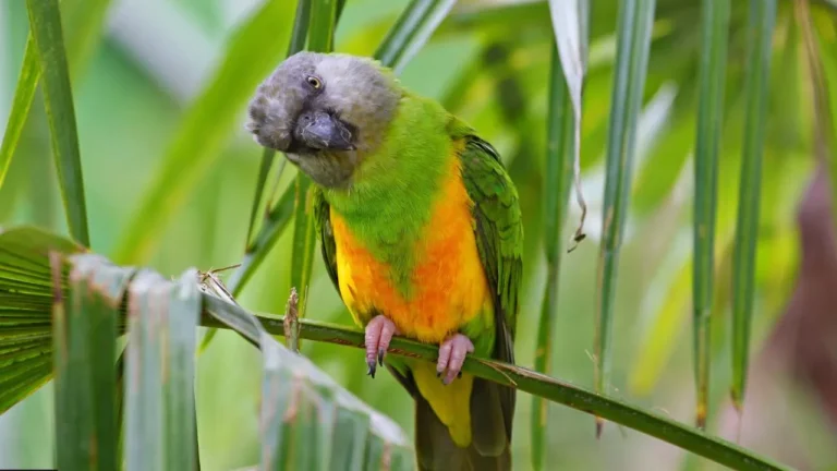 Senegal Parrot