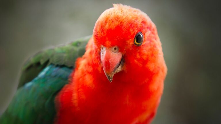 Australian Parrot