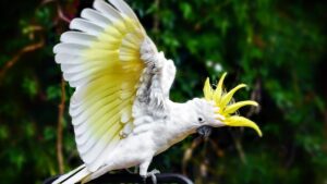 Cockatoo