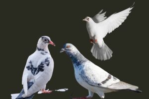 Breeding of pigeons