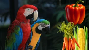 Birds breeding care tips