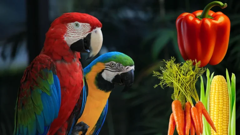 Birds breeding care tips