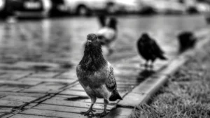 pigeon care in monsoon