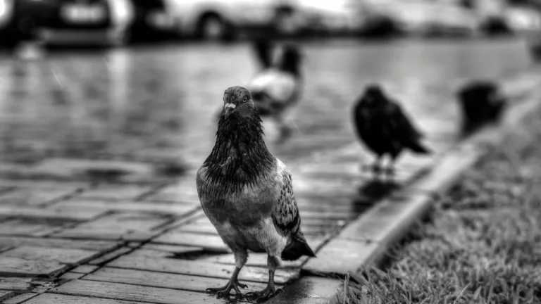 pigeon care in monsoon