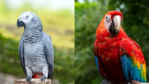 Macaw Parrot and African Grey Parrot