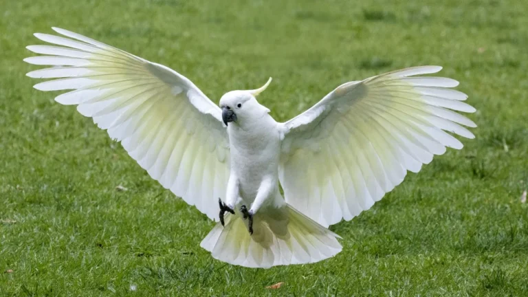 Sulphur Crested Cockatoo