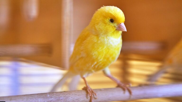Canary bird interesting facts