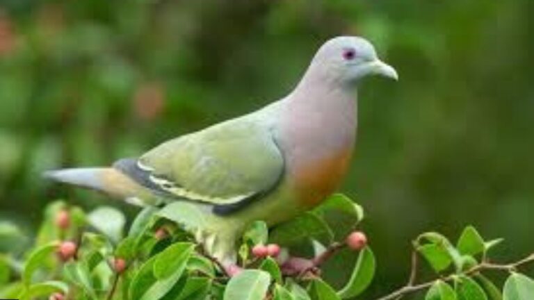 Columbidae BIRD