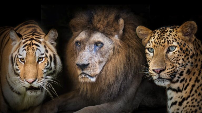 tiger lion cheetah difference