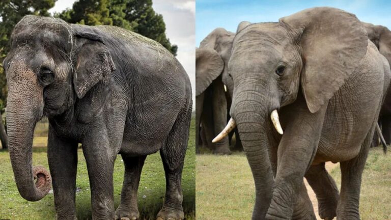 difference between African elephant and Asian elephant