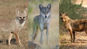 जैकल, वुल्फ और गीदड़ में क्या अंतर होता है?
