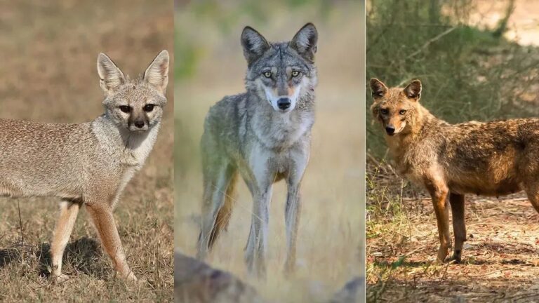 जैकल, वुल्फ और गीदड़ में क्या अंतर होता है?