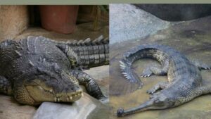 घड़ियाल और मगरमच्छ