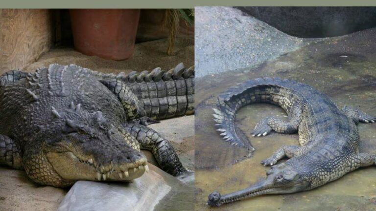 घड़ियाल और मगरमच्छ