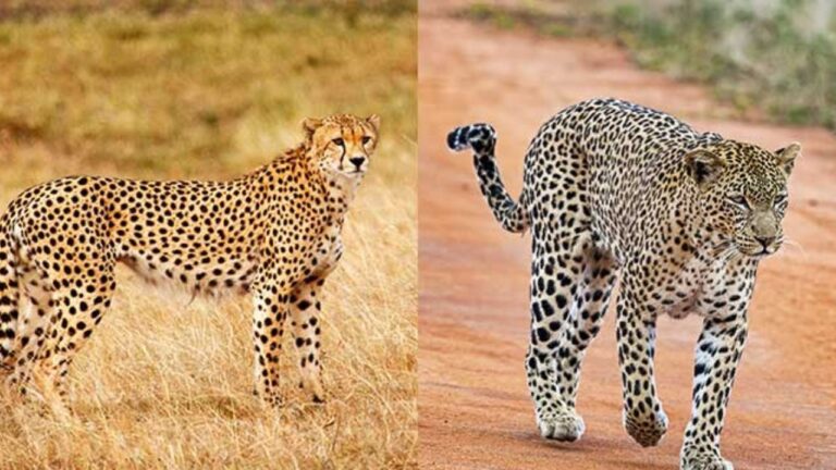 What is the difference between a leopard and a cheetah? Know