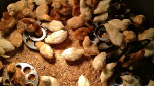 What to feed the baby birds?