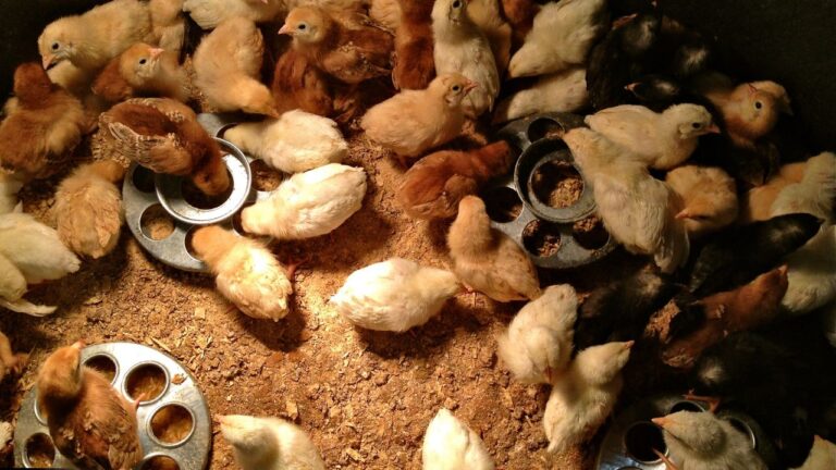 What to feed the baby birds?