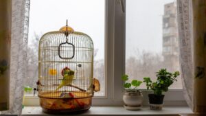 Learn how to choose a cage for birds