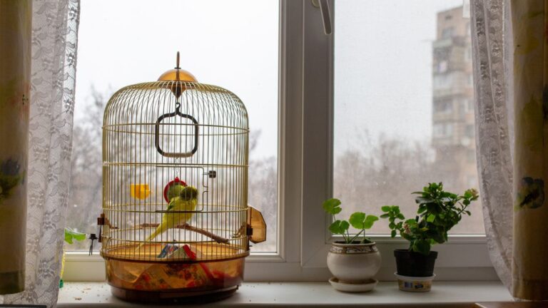 Learn how to choose a cage for birds