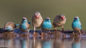 Immunity Booster Food for Birds, Birds Winter Care, सर्दियों में पक्षियों का खाना, Bird Immunity in Winter, Winter Food for Birds