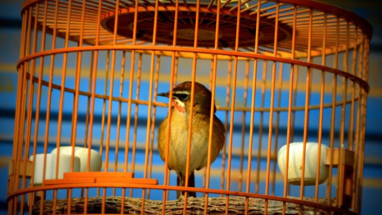 पक्षियों के पिंजरे