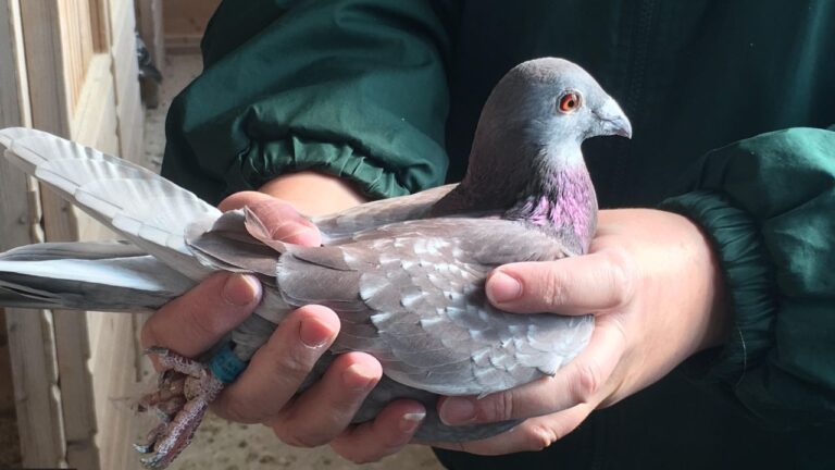 Common disease in birds