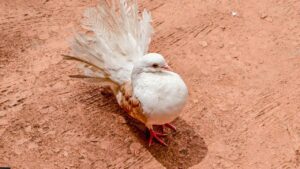 Fantail Pigeon