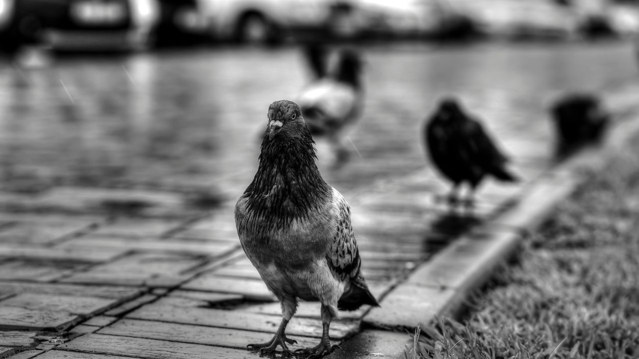 Pigeon