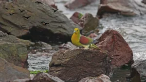 White-bellied Green Pigeon