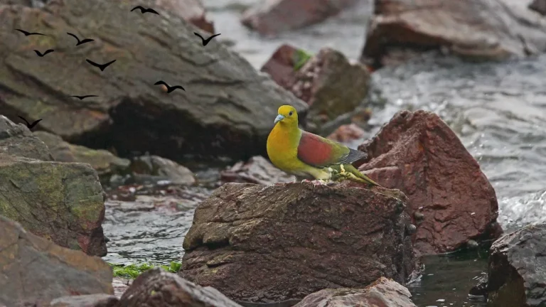 White-bellied Green Pigeon