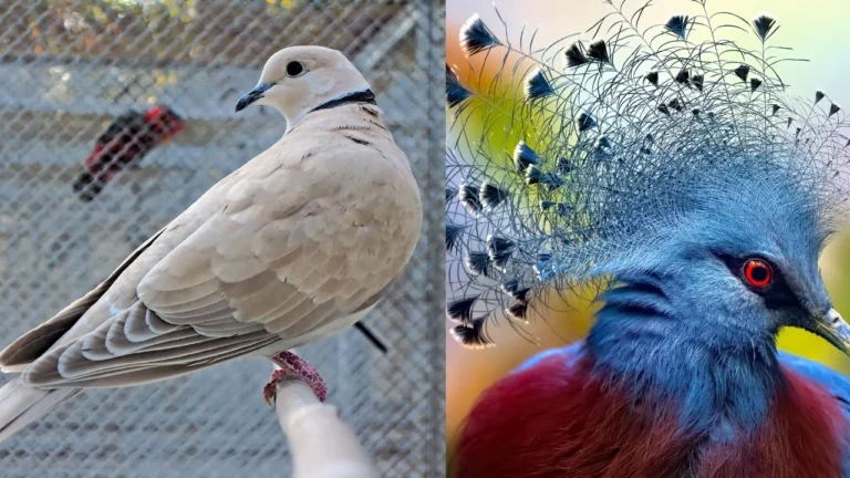 White-collared pigeon and the White-crowned pigeon