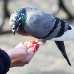 food for pigeon