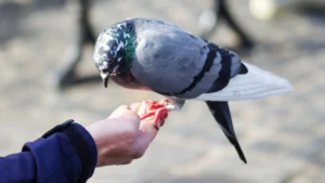 food for pigeon