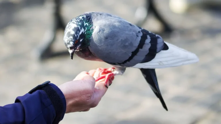food for pigeon