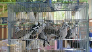 pigeon cage cleaning tips