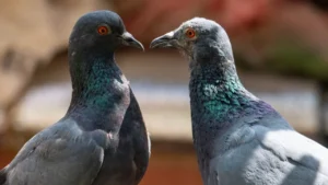 Symptoms of Vitamin A Deficiency in Birds