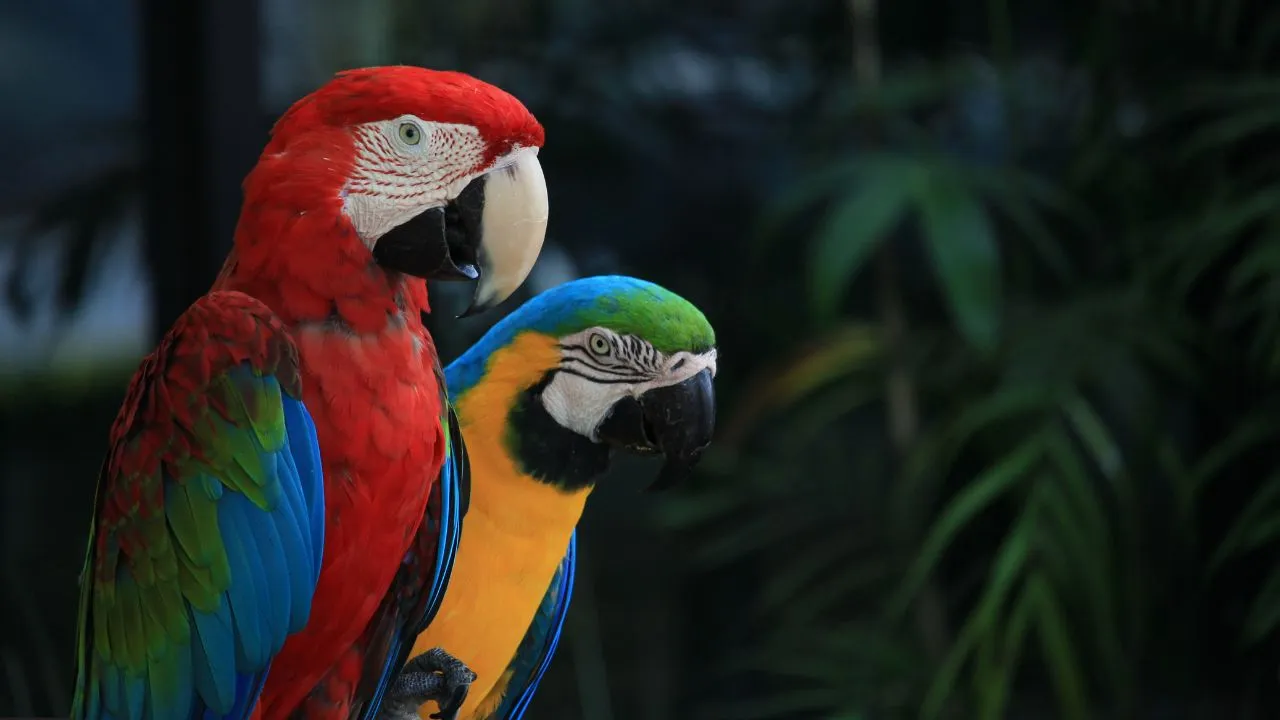 Cancer tumour symptoms in birds