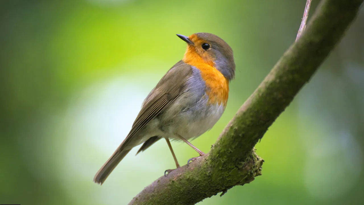 Parasites in birds