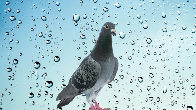 Pigeon Care Tips in Monsoon