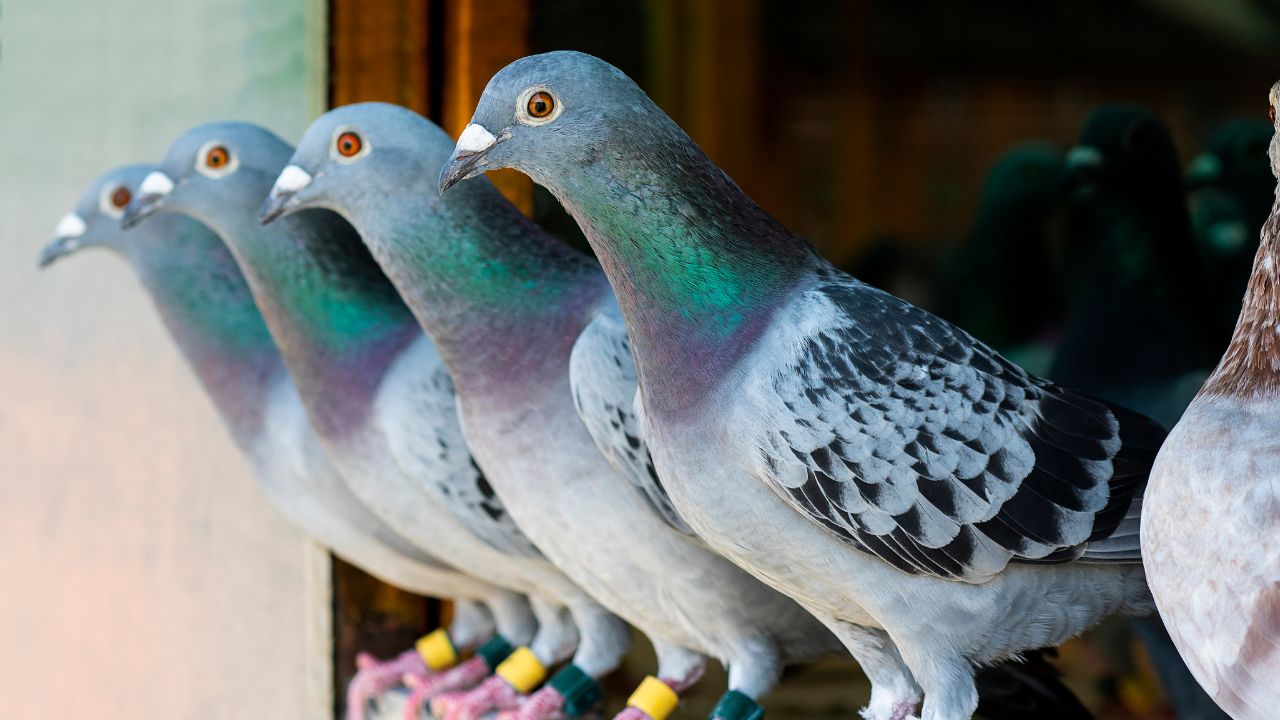 pigeon