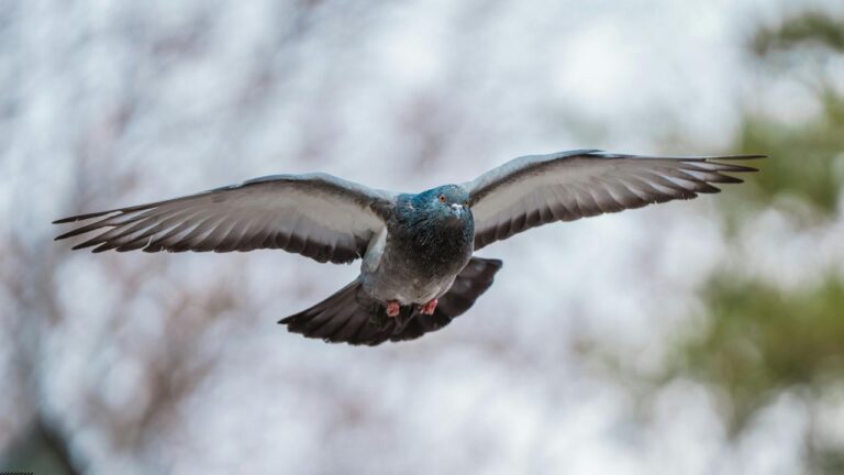 best racing pigeon breed