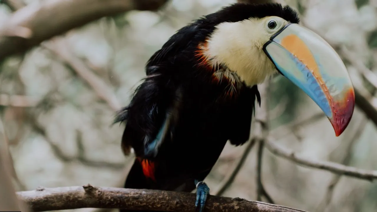 frugivorous birds