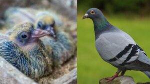Pigeons Breeding Tips