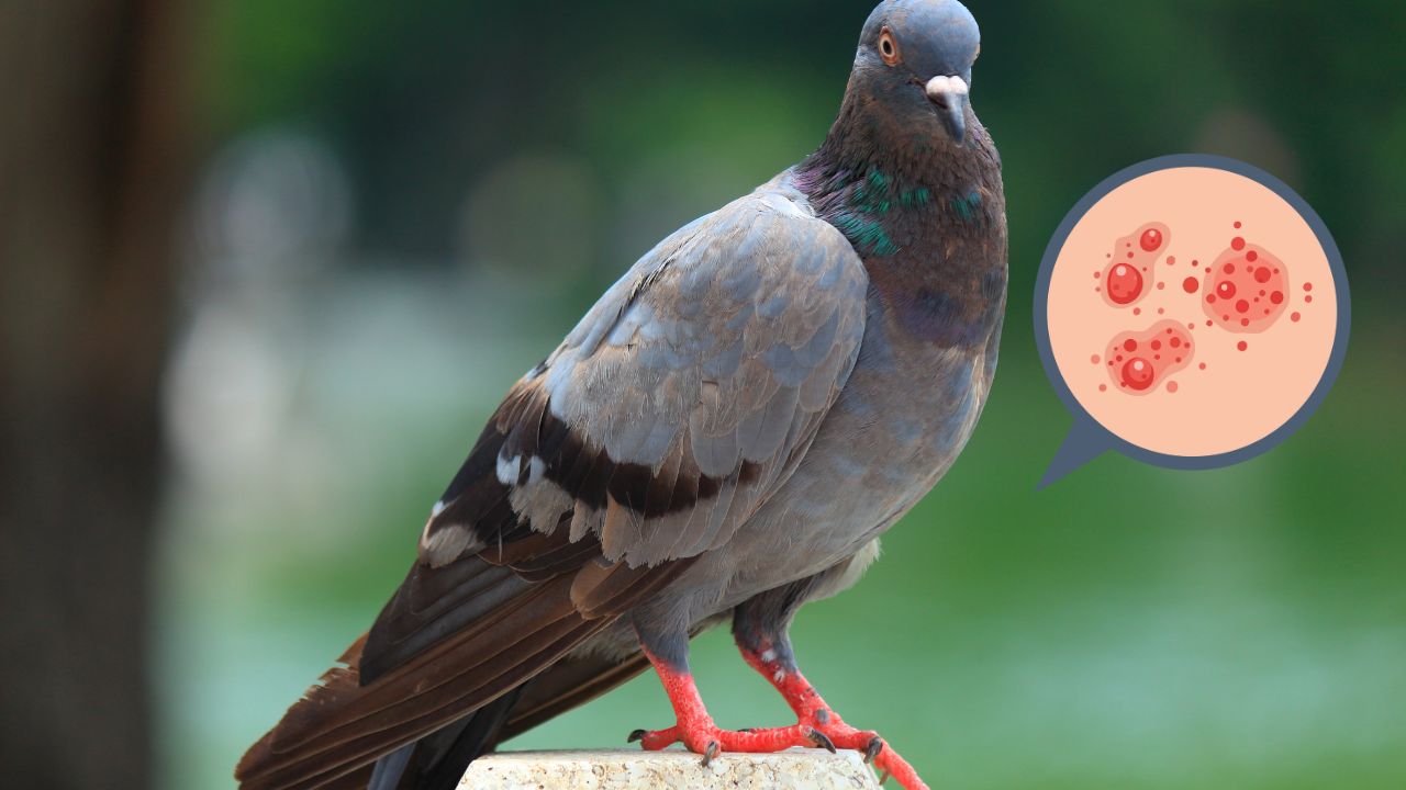 Pigeon Skin Infection
