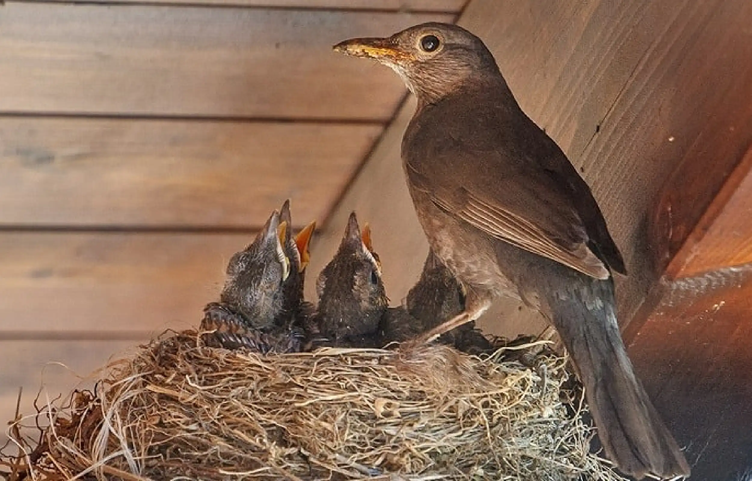 mites problem in birds