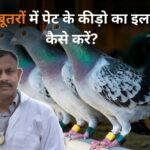 Deworming In Pigeon