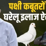 How to treat pigeons at home