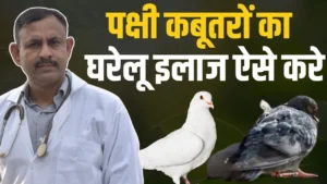 How to treat pigeons at home